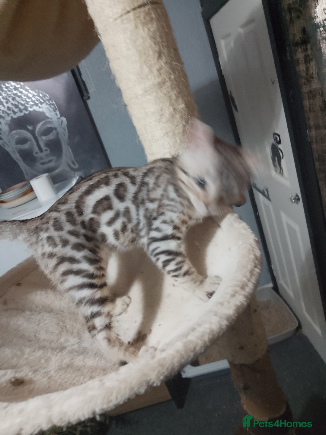 Bengal cats for sale: Purebred Silver and brown male Bengal kittens - Advert 2