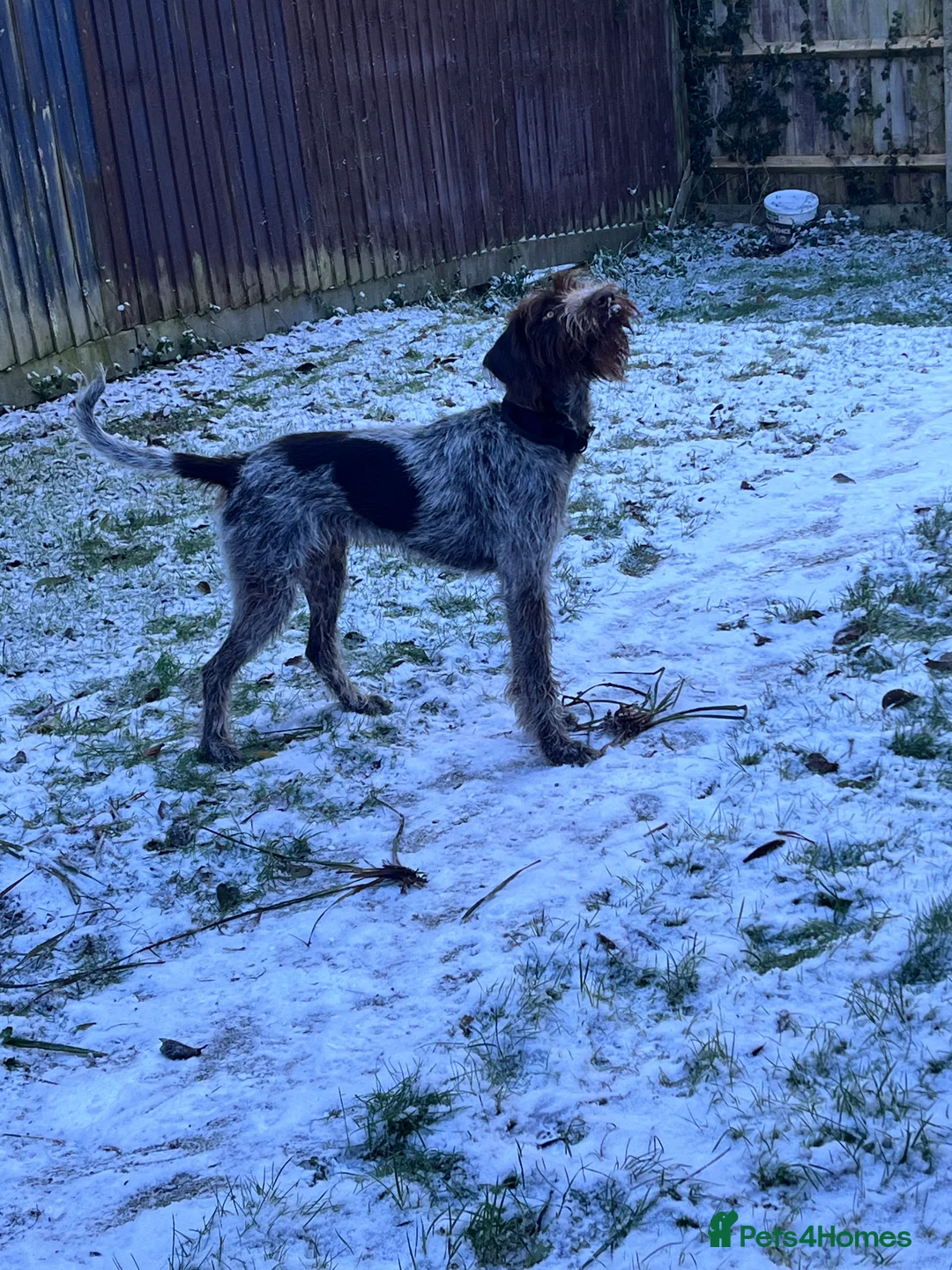 German Wirehaired Pointer dogs for sale: 12 month old GWP - Advert 3