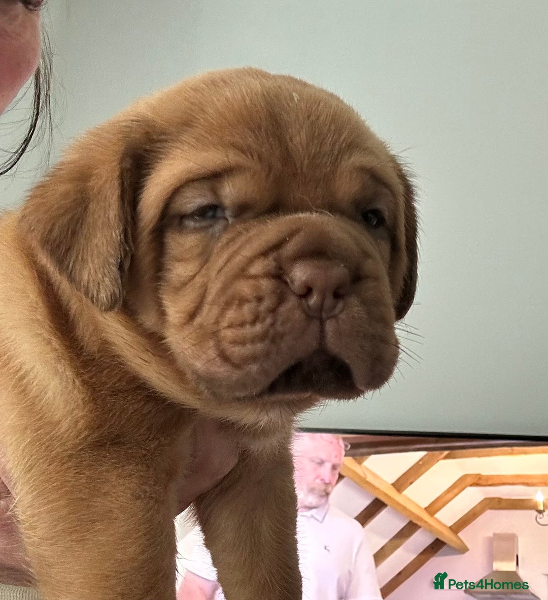 Dogue De Bordeaux dogs for sale: Stunning litter of puppies  - Image 1