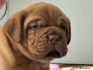 Dogue De Bordeaux dogs - Advert 6