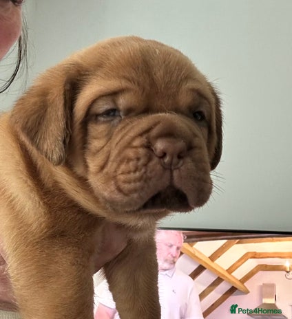 Dogue De Bordeaux dogs - Advert 1