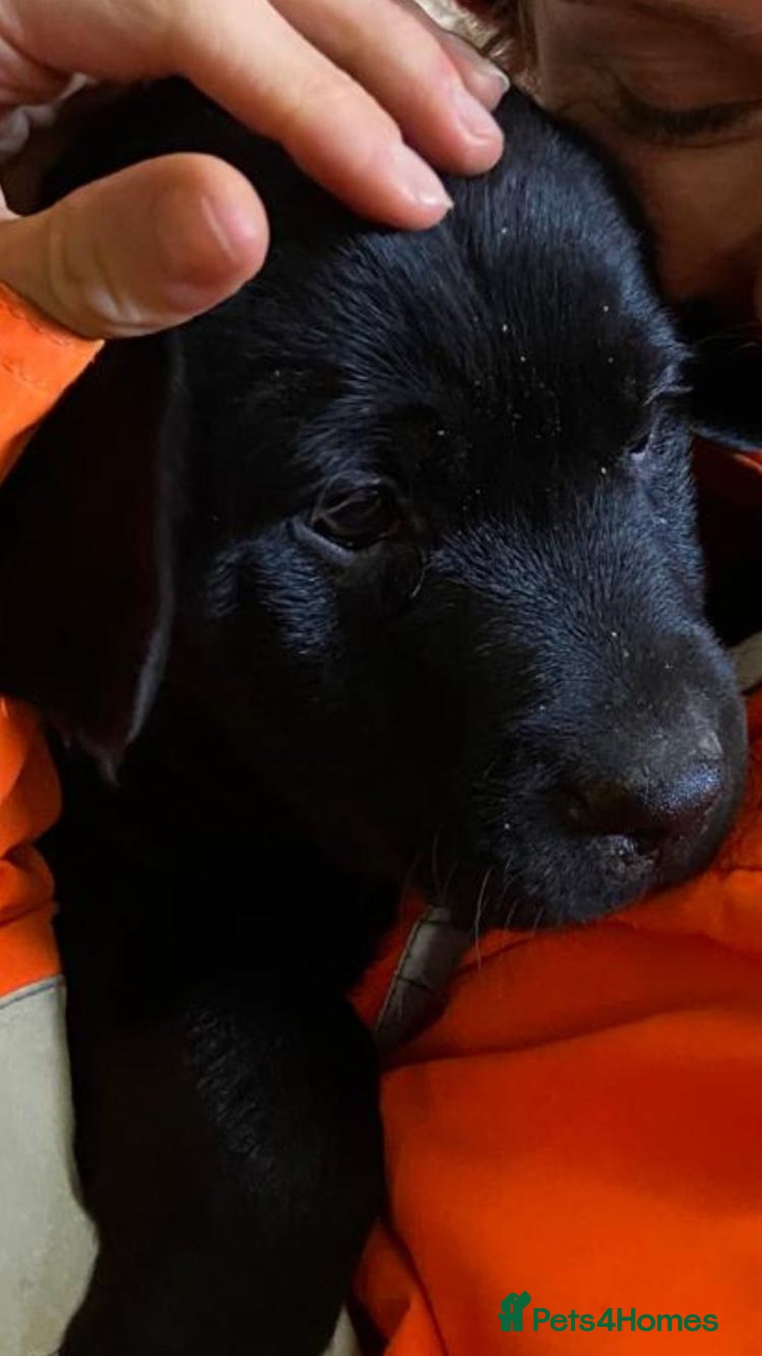 Borador dogs for sale: Beautiful Black Labrador X Border Collie Puppies  - Image 3