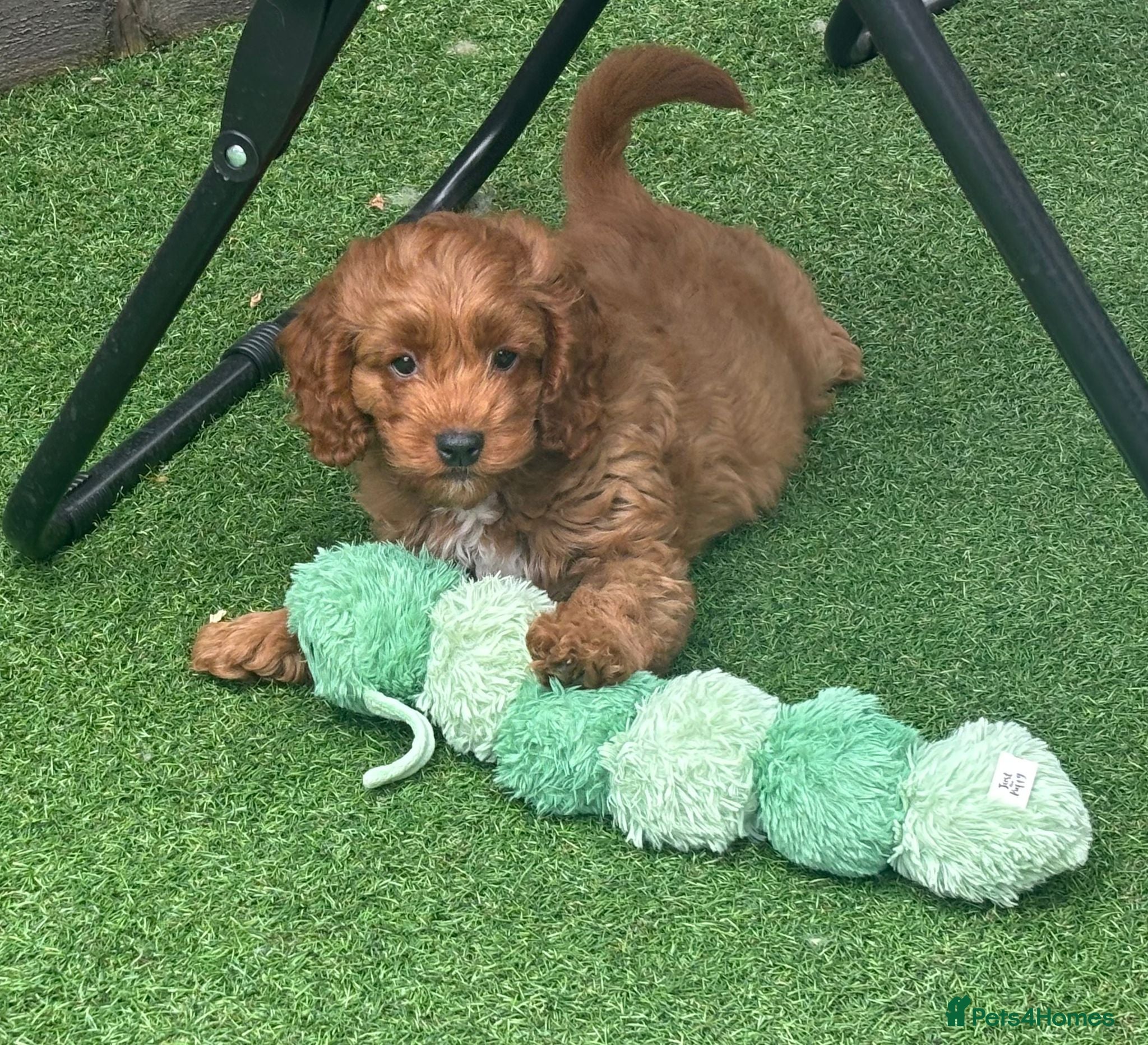 Cavapoo dogs ❤️ Health tested F1B cavapoo ❤️ - Advert 2