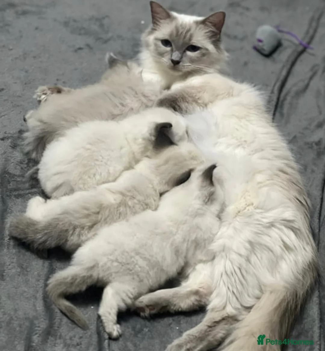 Ragdoll cats for sale: Ragdoll kittens 4 girls  - Advert 2