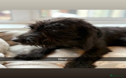Mixed Breed dogs for sale: Cocker x bedlington puppy’s  - Image 5