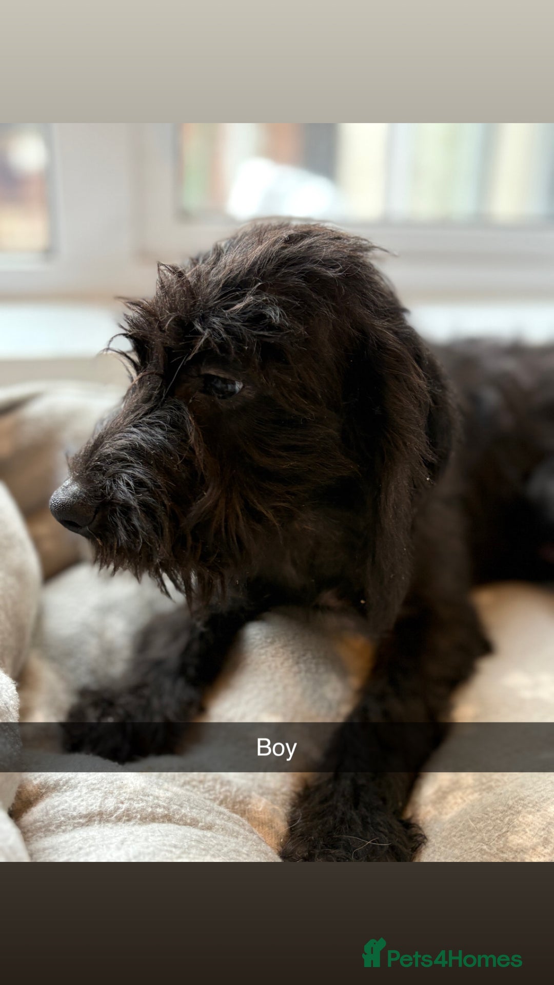 Mixed Breed dogs for sale: Cocker x bedlington puppy’s  - Image 5
