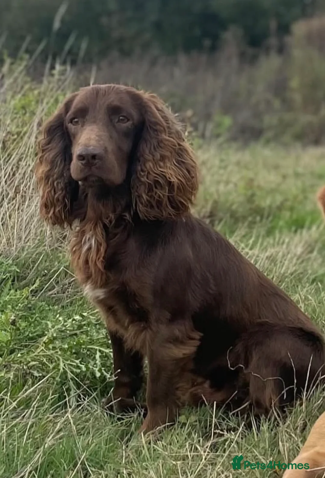 Cocker Spaniel dogs for sale: chocolate working cocker spaniel puppies  - Advert 9