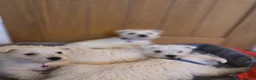 West Highland Terrier dogs for sale: Beautiful West Highland Puppies - Advert 4