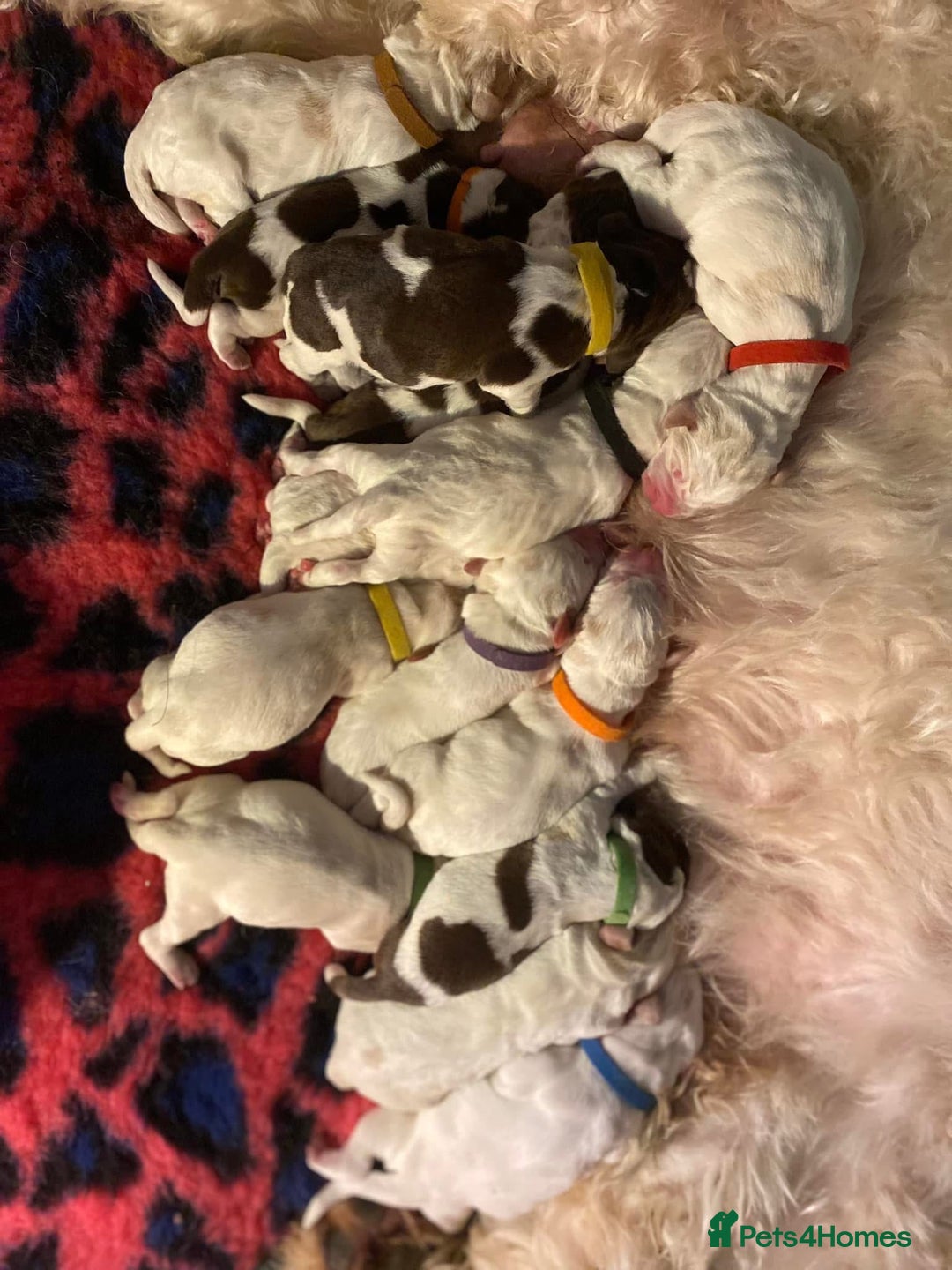 Italian Spinone dogs for sale: ITALIAN SPINONE WAITING LIST OPEN -DUE OCT - Image 7