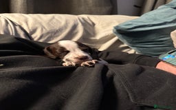 Mixed Breed dogs for sale: Chi sprocker  - Image 17