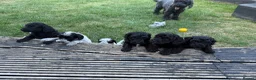 Mixed Breed dogs for sale: Jackapoo puppies  in Luton - Advert 19