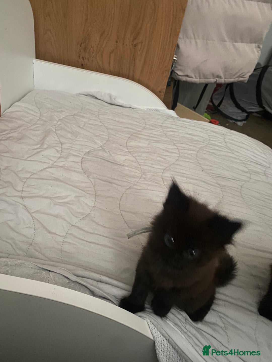Maine Coon cats for sale: Beautiful Maine coon cross kittens  - Image 12