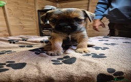 Border Terrier dogs for sale: 5 kc registered border pups  - Image 5