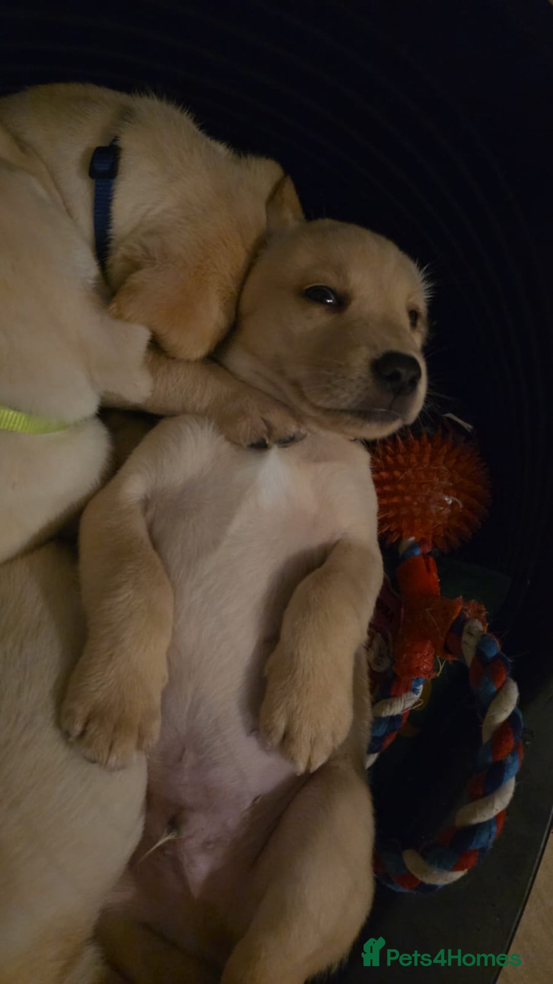 Labrador Retriever dogs for sale: KC registered Labrador puppies needing new homes - Advert 4