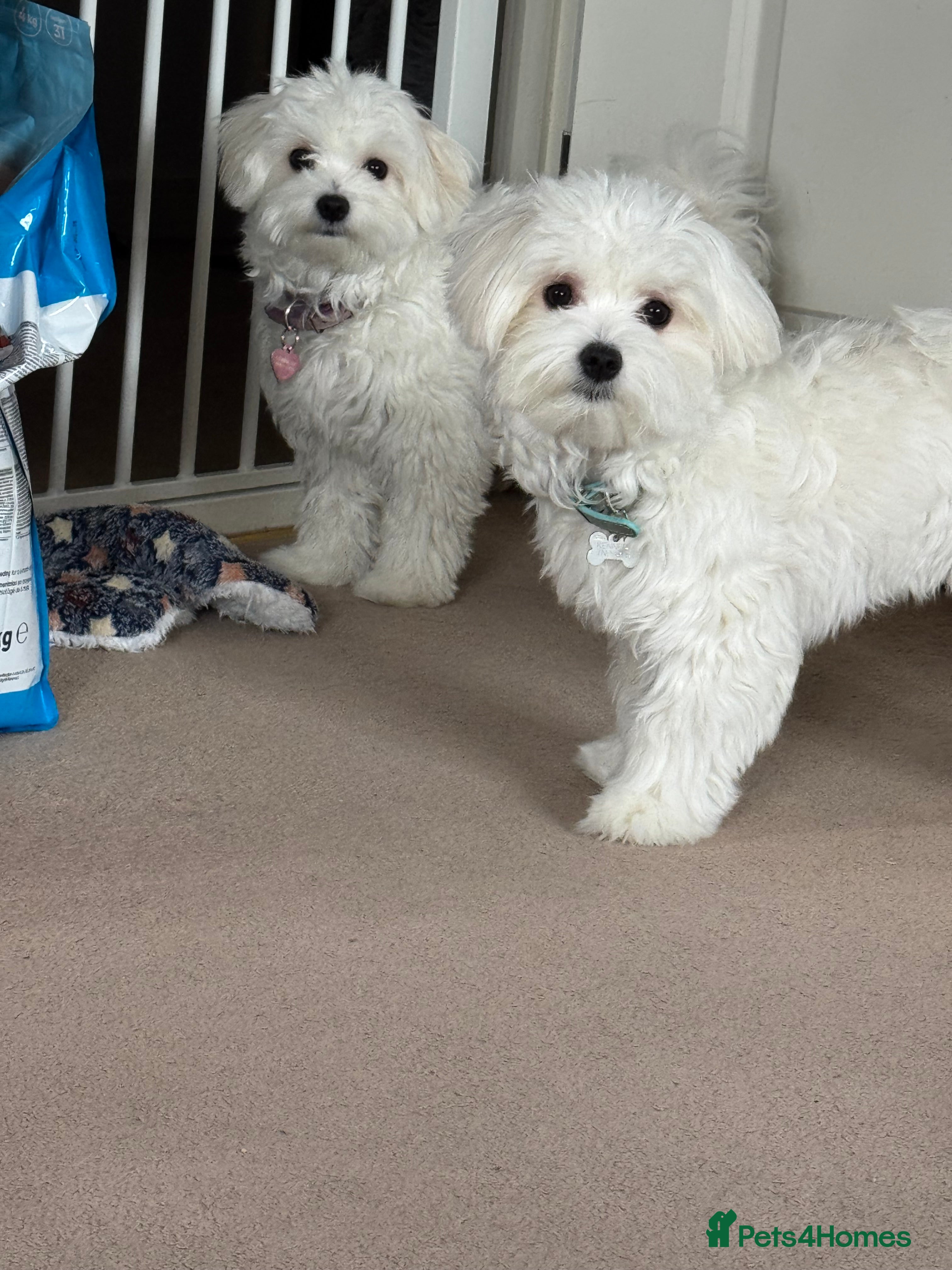 Maltese dogs 5 generation KC registered Maltese - Advert 4