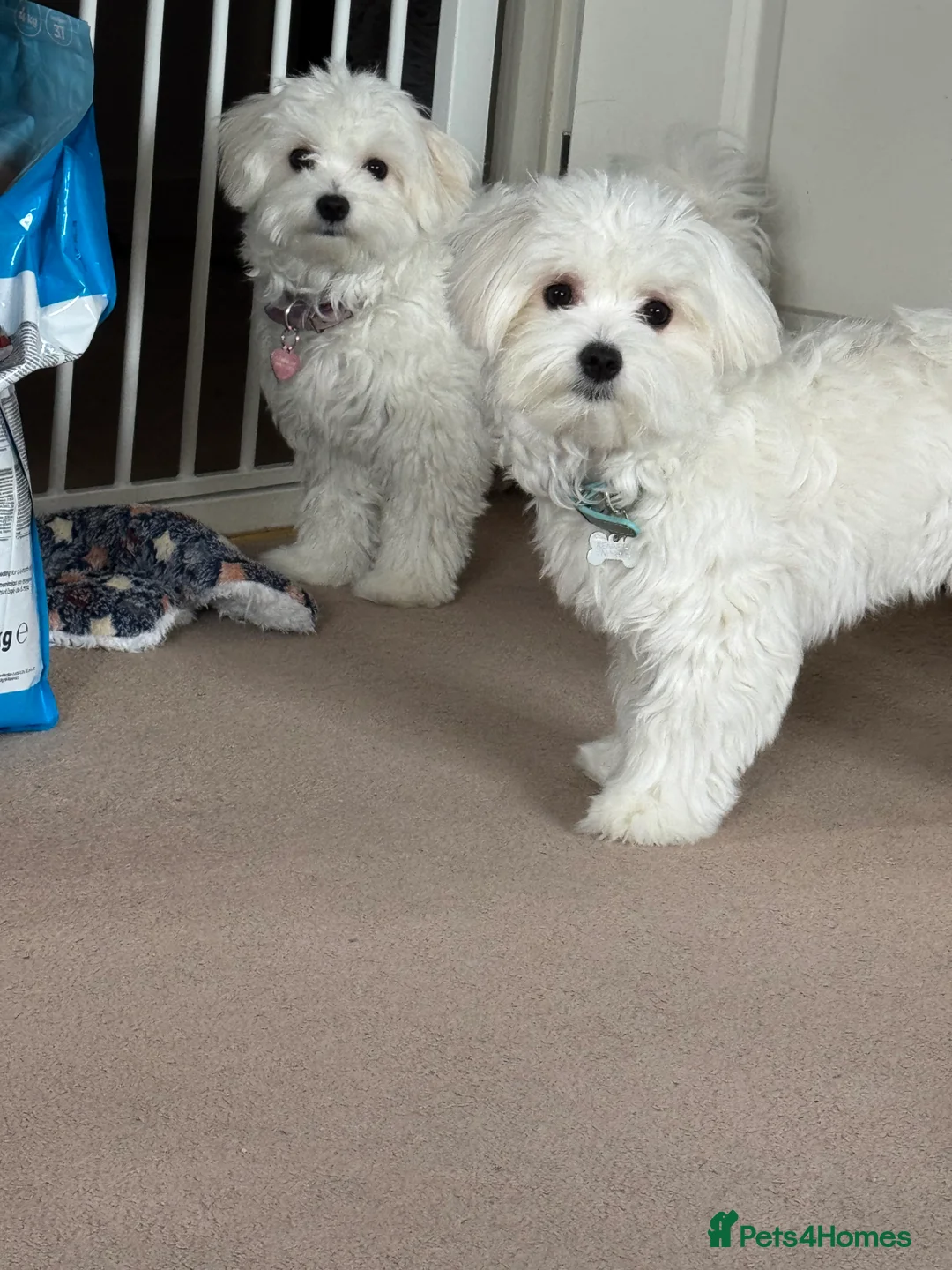 Maltese dogs for sale: 5 generation KC registered Maltese - Advert 1
