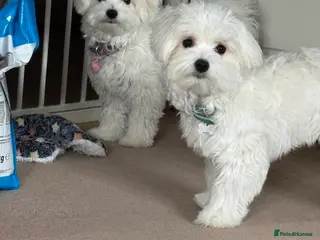 Maltese dogs 5 generation KC registered Maltese - Advert 4