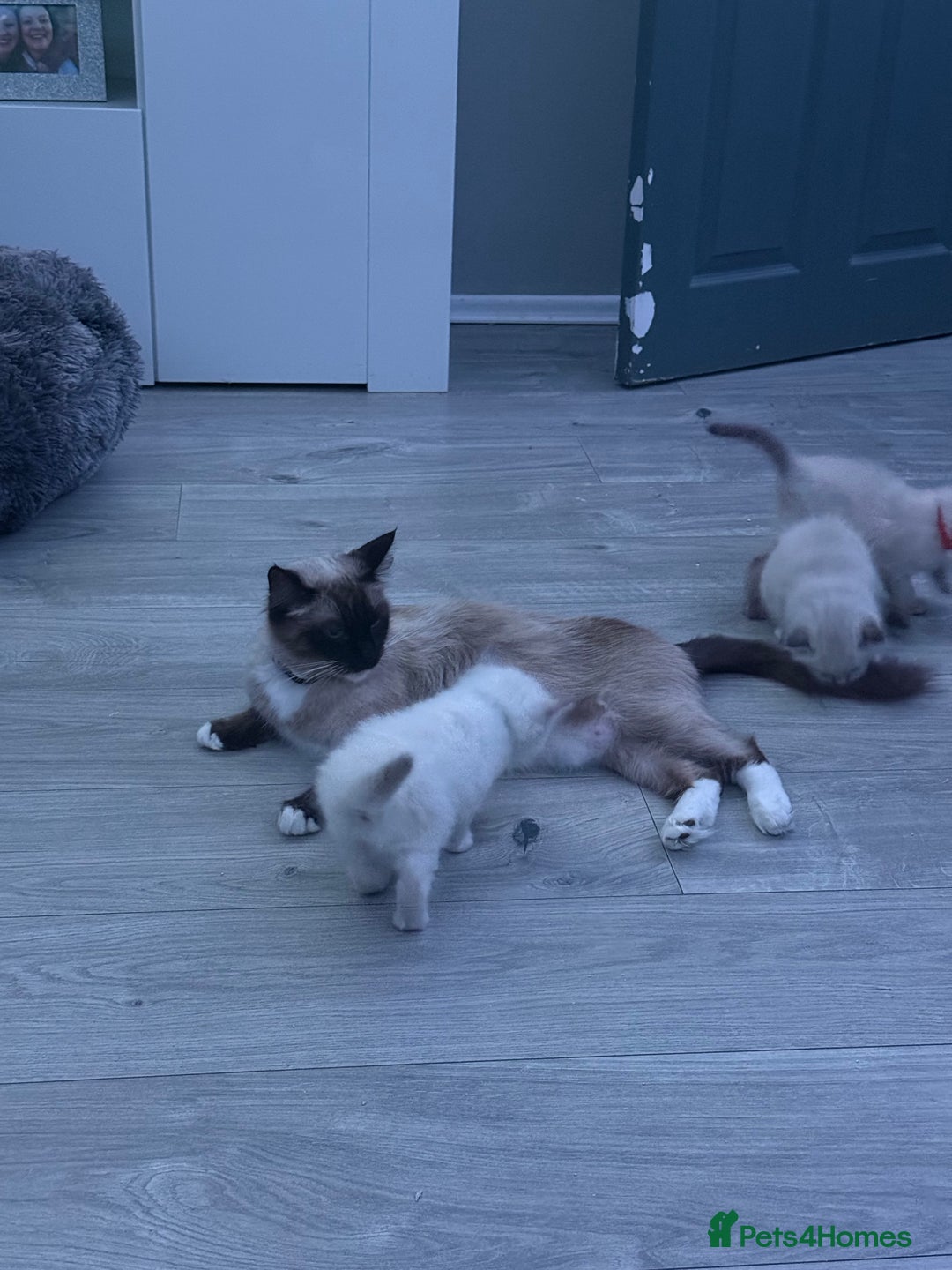 Ragdoll cats for sale: Ragdoll one boy and one girl left - Advert 9