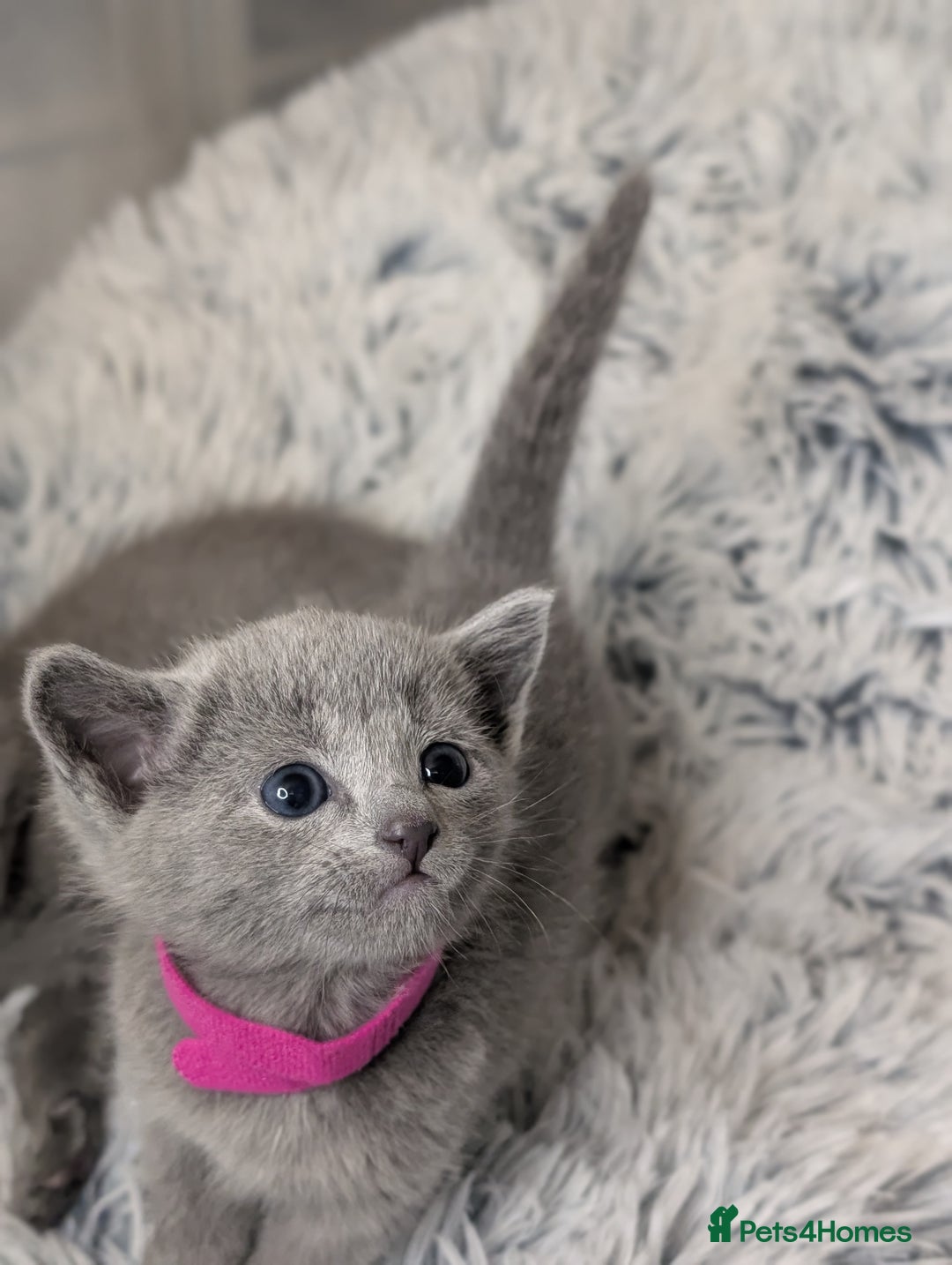 Russian Blue cats for sale: Full Pedigree Russian Blue kittens  - Advert 2