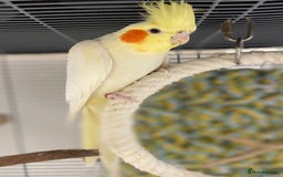 Cockatiels birds for sale: Beautiful Lutino Female Cockateil - Image 2