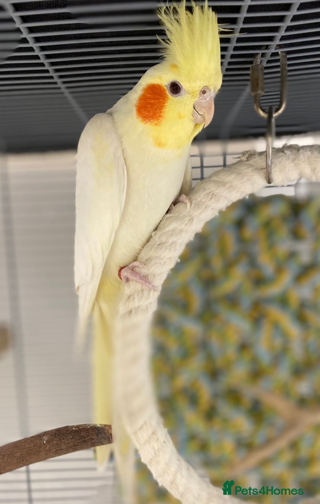 Cockatiels birds for sale: Beautiful Lutino Female Cockateil - Image 2
