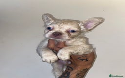 French Bulldog dogs for sale: High Quality Fluffy french bulldogs  - Image 7