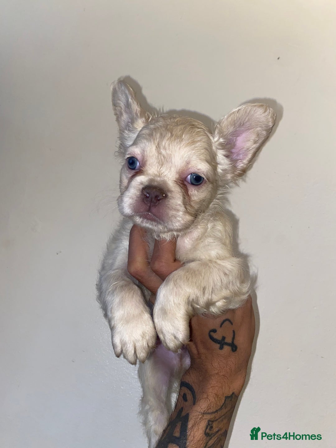 French Bulldog dogs for sale: High Quality Fluffy french bulldogs  - Image 7