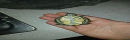 Terrapin reptiles for sale: River cooters in Liverpool - Advert 2