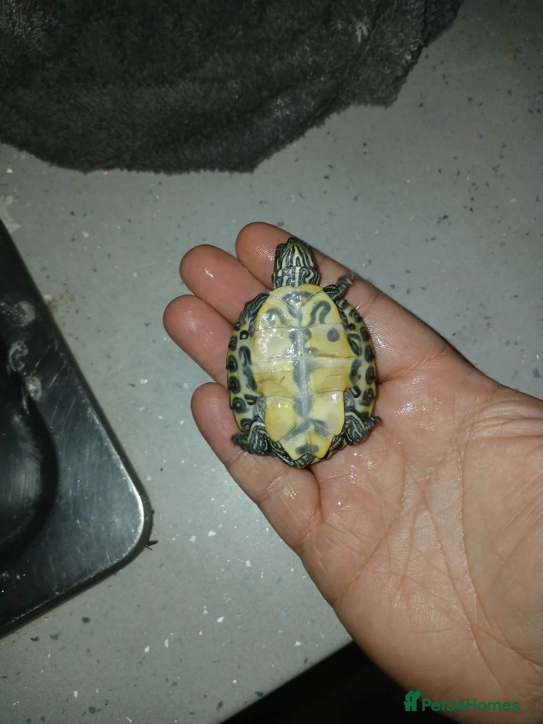 Terrapin reptiles for sale: River cooters in Liverpool - Advert 2