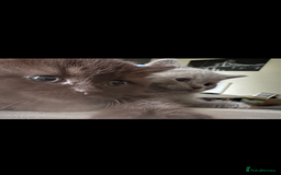 British Shorthair cats for sale: Beautiful BSH x Ragdoll x Bengal Kittens - Image 5