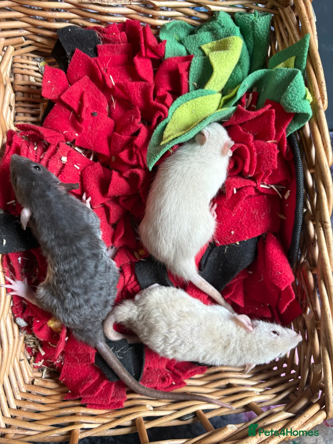 Rat rodents for sale: Fancy dumbo Rex rats  - Advert 2