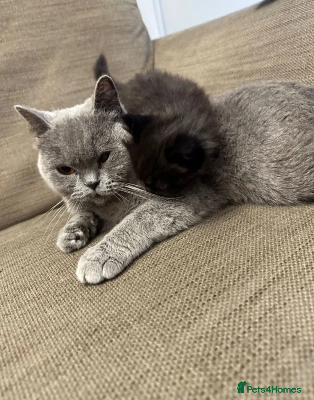 British Shorthair cats for sale: Kittens - Advert 2