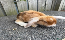 Mixed Breed rabbits for sale: Stunning mixed breed rabbits females  - Image 9