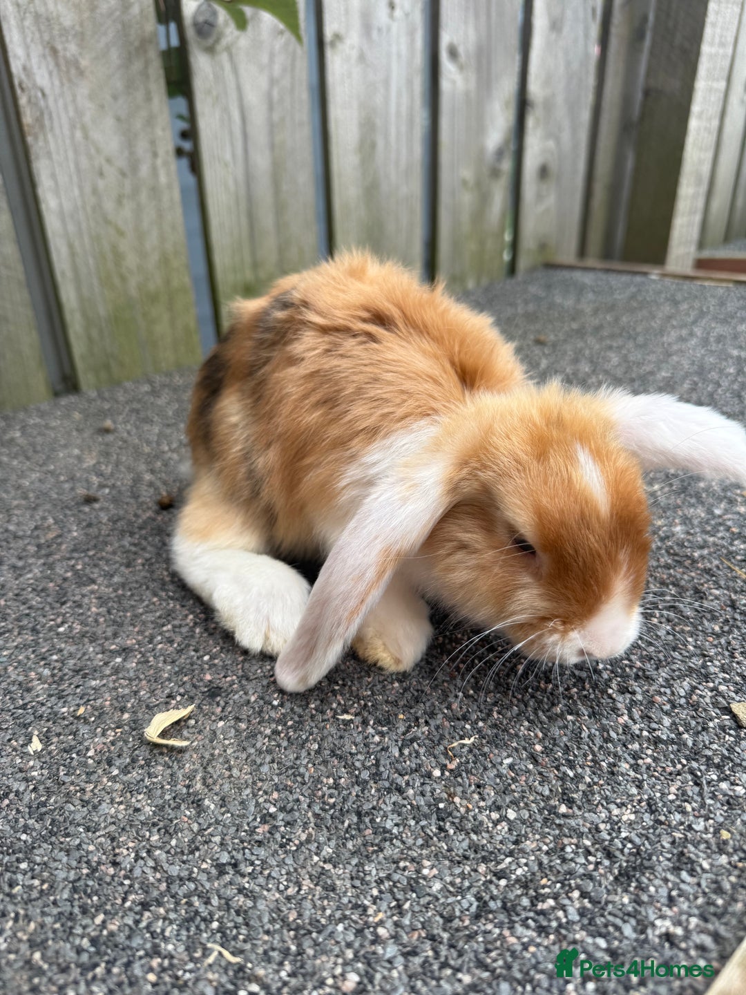 Mixed Breed rabbits for sale: Stunning mixed breed rabbits females  - Image 9