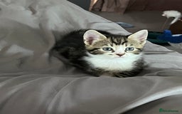 Mixed Breed cats for sale: Kittens for sale - 2  in Brighton - Image 4