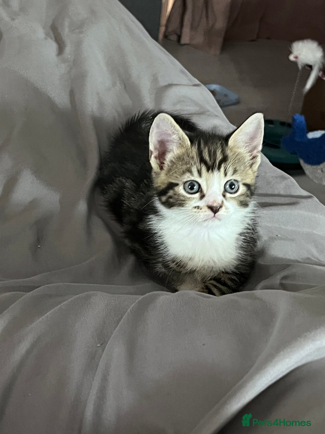 Mixed Breed cats for sale: Kittens for sale - 2  in Brighton - Image 4