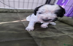 Cocker Spaniel dogs for sale: Working cocker spaniel puppies  - Advert 9