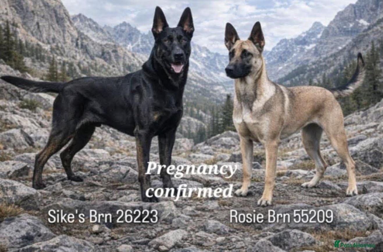 Belgian Shepherd Dog dogs Belgian Malinois - Advert 1