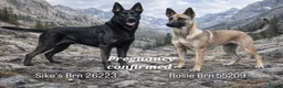 Belgian Shepherd Dog dogs for sale: Belgian Malinois - Advert 1