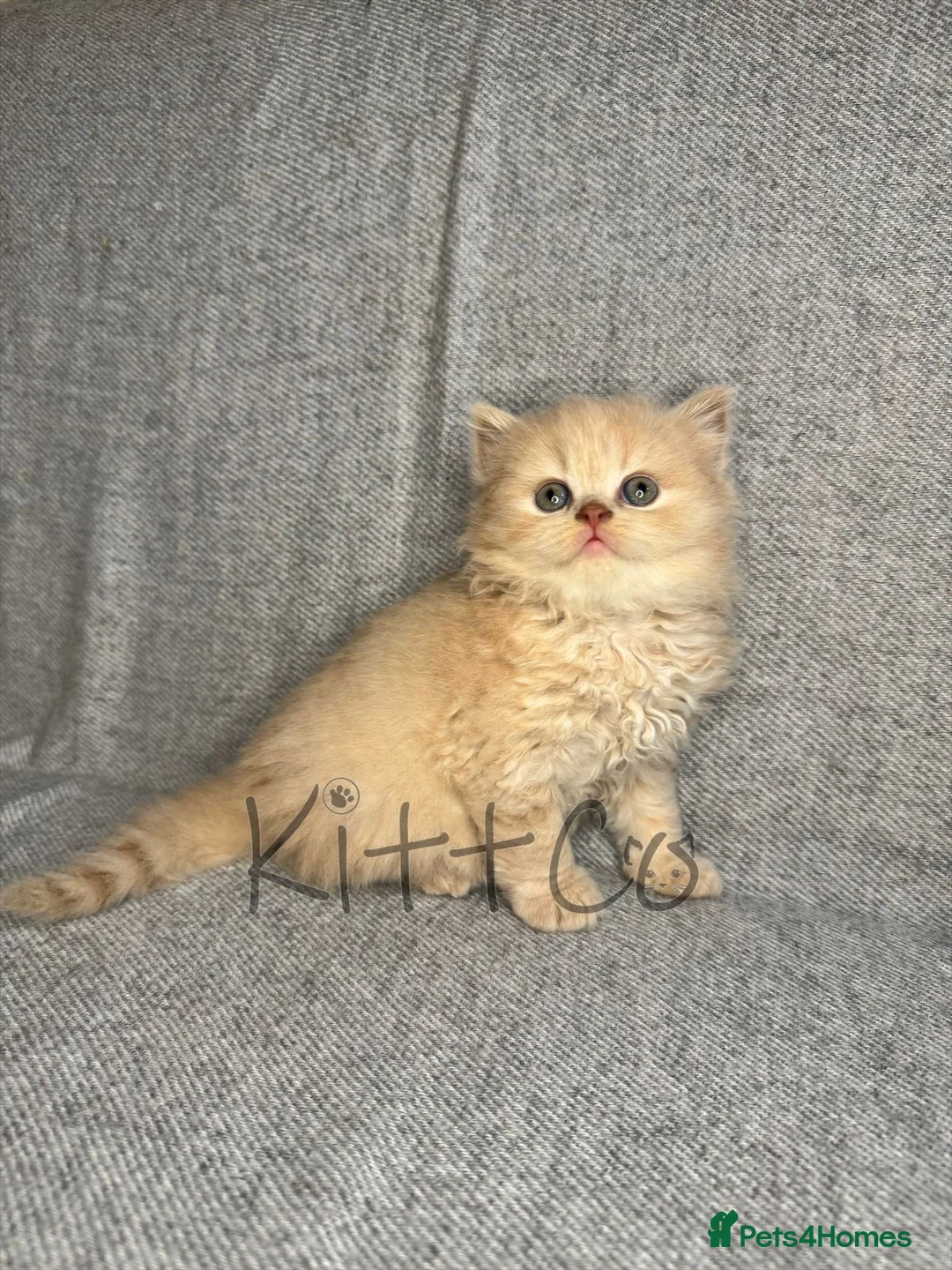 British Shorthair cats for sale: Unique Pedigree Kittens - Advert 4