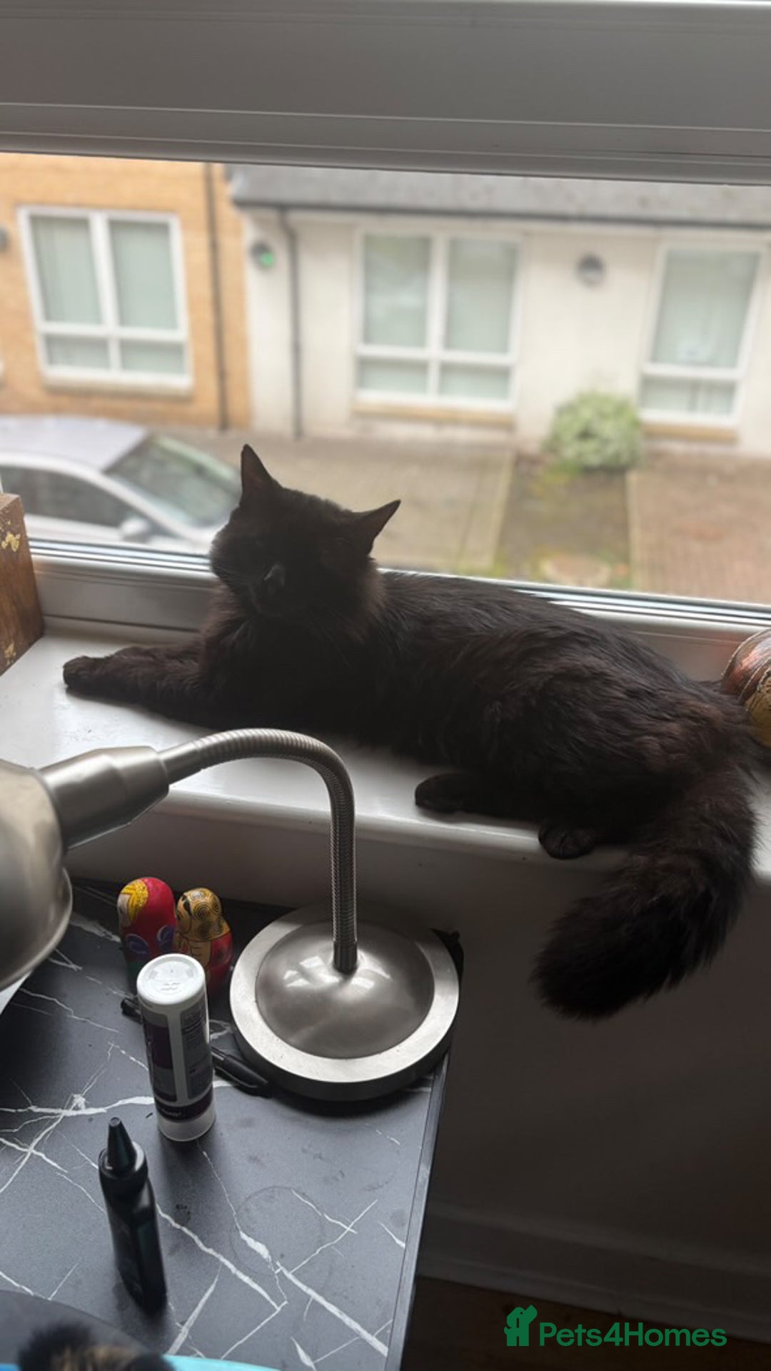 Norwegian Forest Cat cats for sale: Four Year old Norwegian Forest Cat For Sale - Image 5