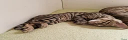 Mixed Breed cats for sale: Beautiful 3/4 Bengal, 1/4 Siamese kittens  - Advert 8