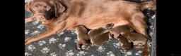 Labrador Retriever dogs for sale: Chocolate Labrador KC Puppies, Ready 13/9/26 - Advert 2