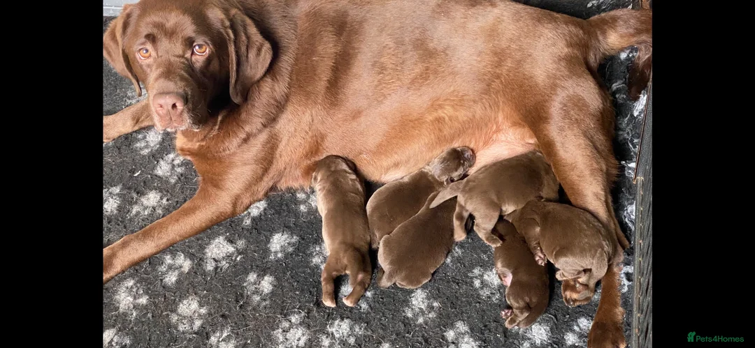 Labrador Retriever dogs for sale: Chocolate Labrador KC Puppies, Ready 13/9/26 - Advert 2