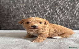 Mixed Breed dogs for sale: 6 beautiful havapoo’s - Image 21