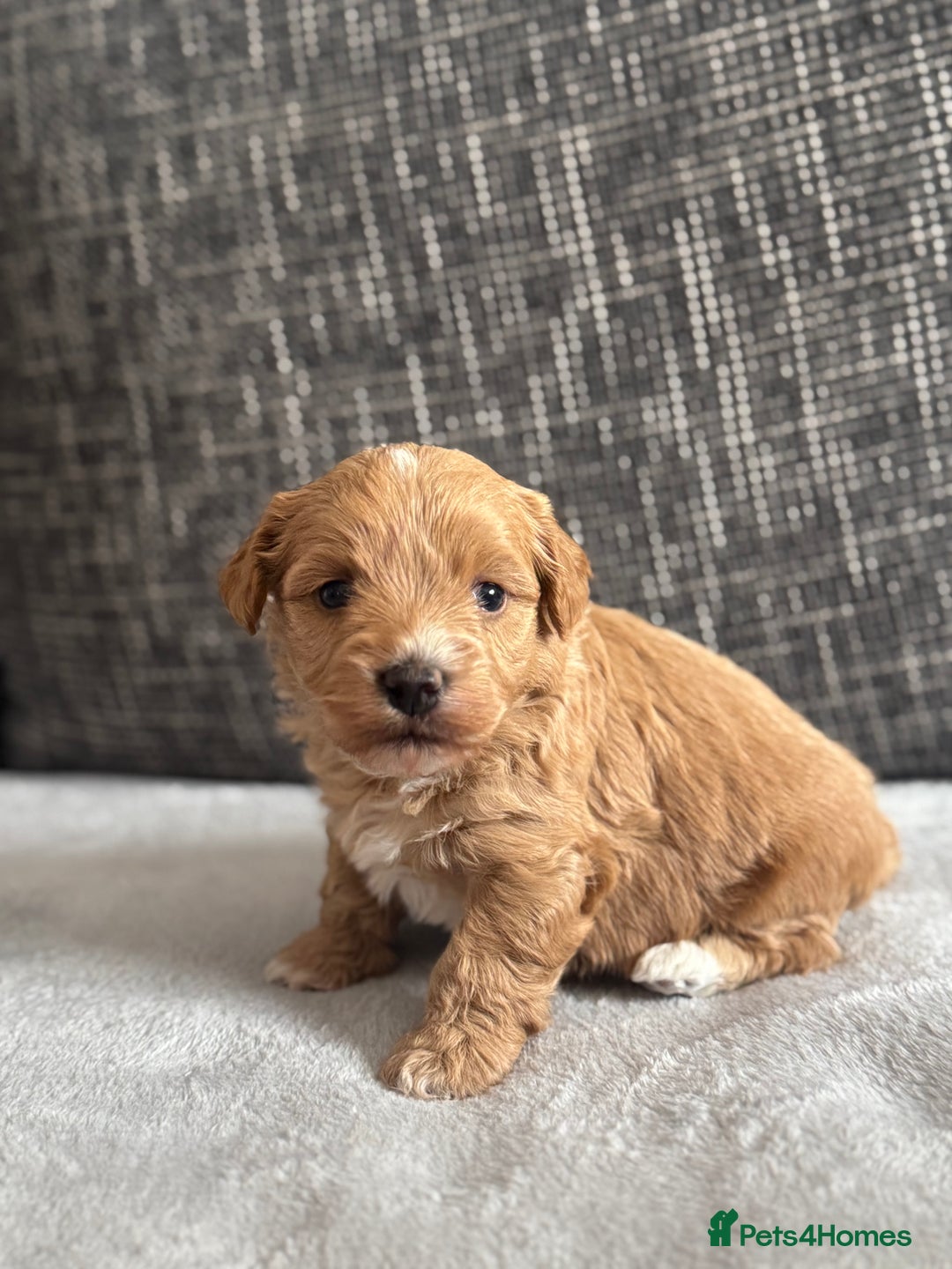 Mixed Breed dogs for sale: 6 beautiful havapoo’s - Image 21