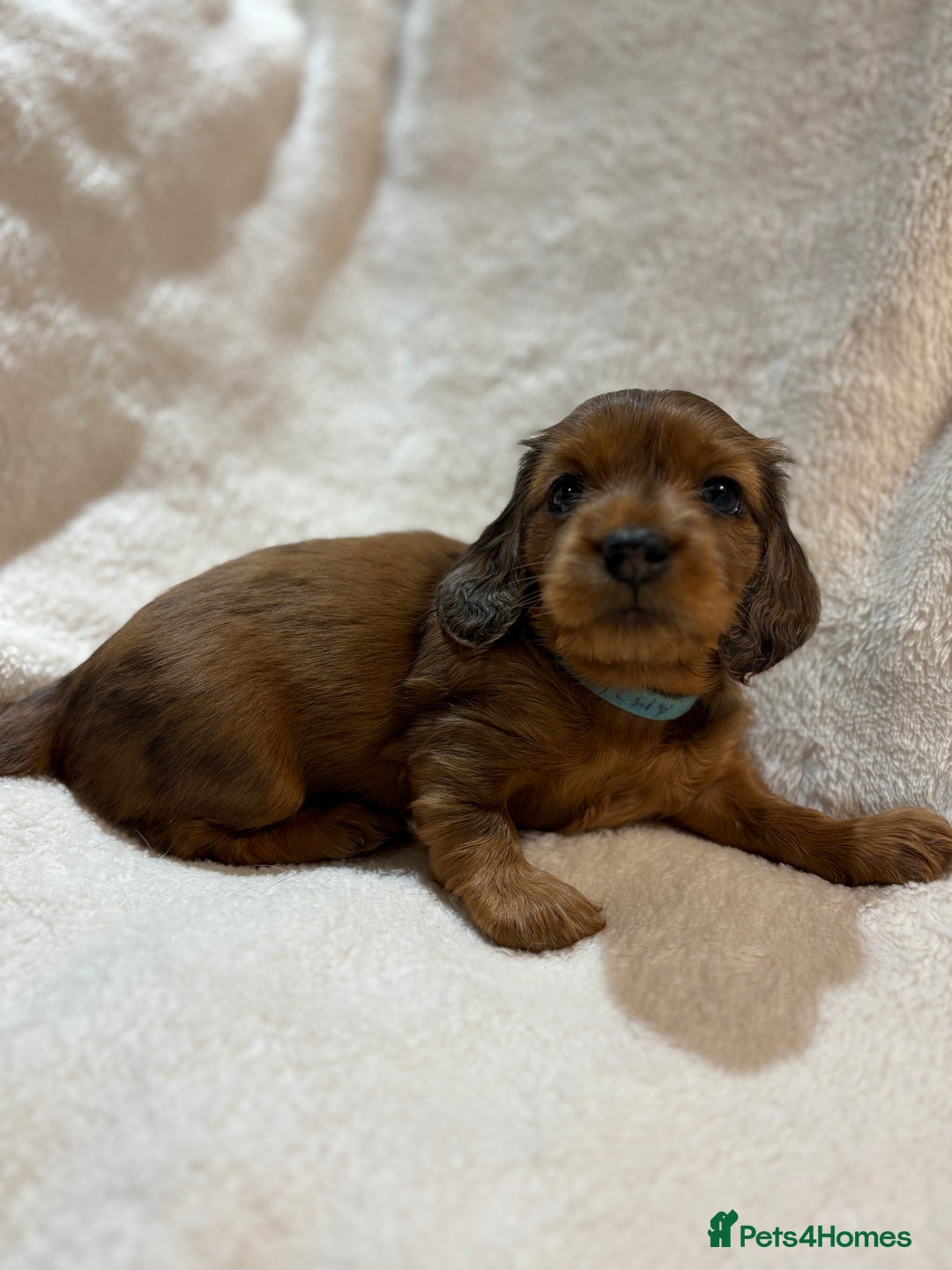 Miniature Dachshund dogs for sale: Beautiful Pedigree KC Reg Mini Longhair Dachshunds - Advert 24
