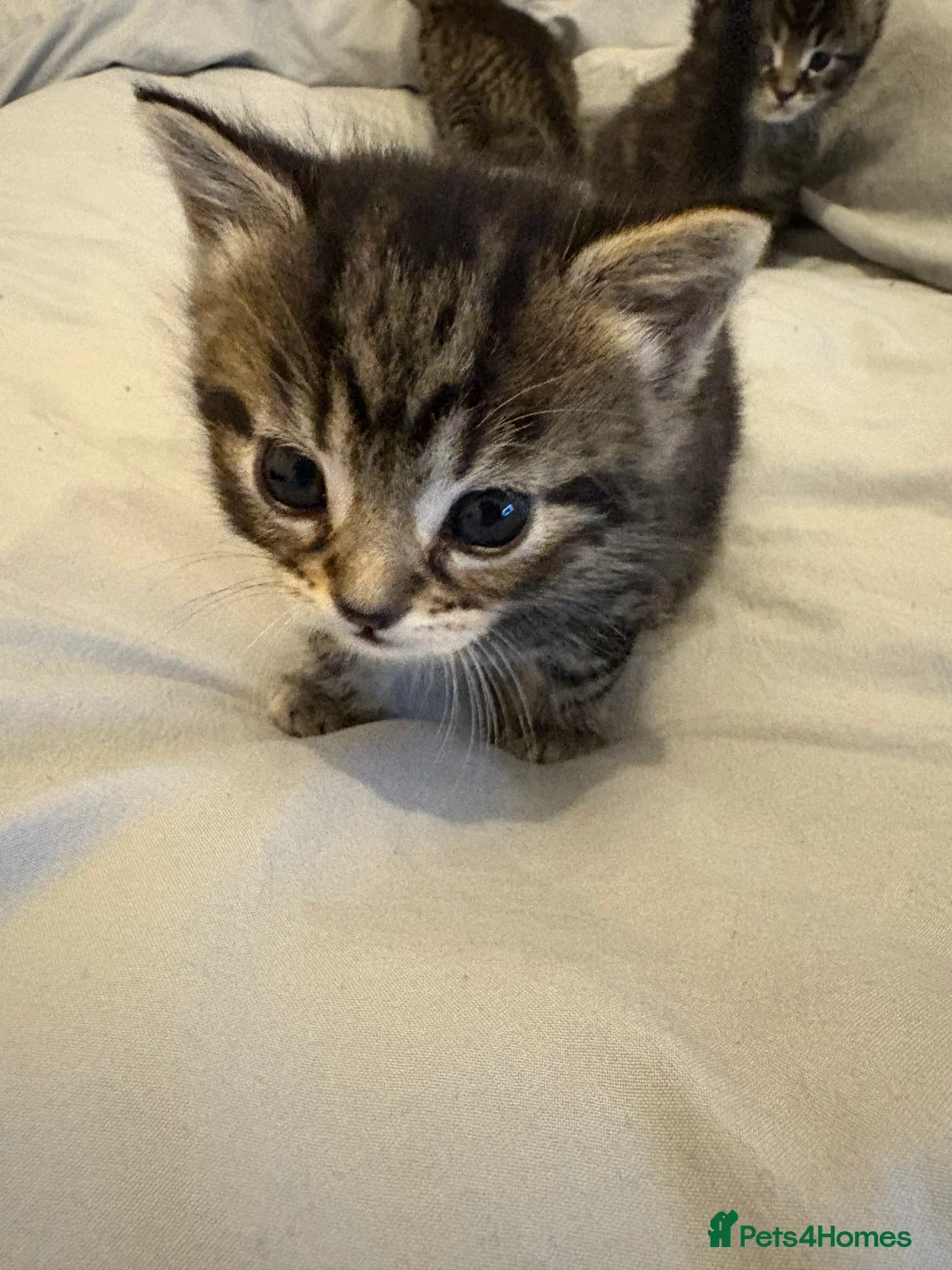 Scottish Fold cats for sale: 🐱💗💝 Ready to go on the 14th of February 💝 💗🐱 - Advert 15