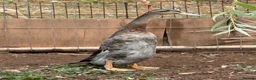 Ducks poultry for sale: Indian runner, brown hens, Emden geese,call ducks  - Advert 4