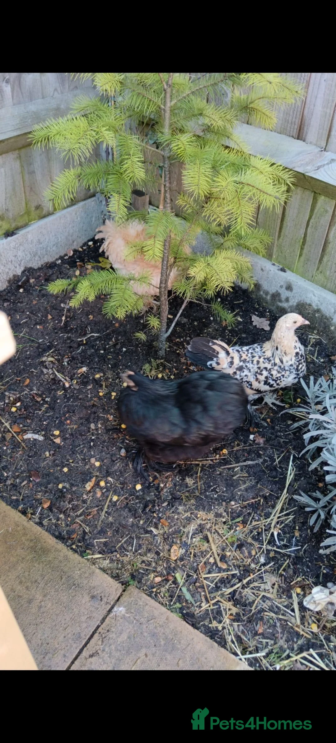Chickens poultry for sale: 3 bantam hens in Havant - Advert 3